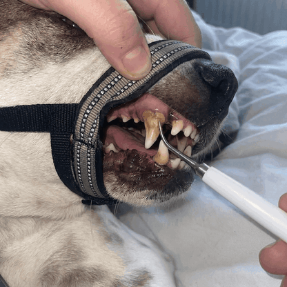 Dog Dental Cleaning Strap (Bite Blocker)