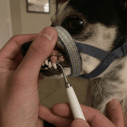Dog Dental Cleaning Strap (Bite Blocker)